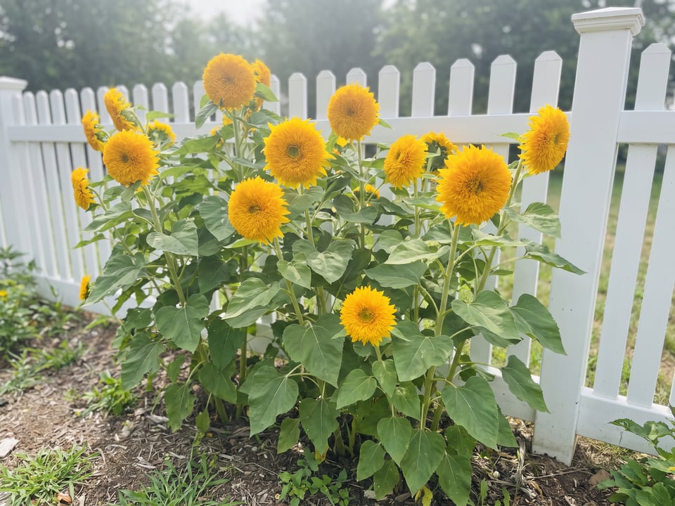 Teddy Bear sunflower plants in bloom in a garden