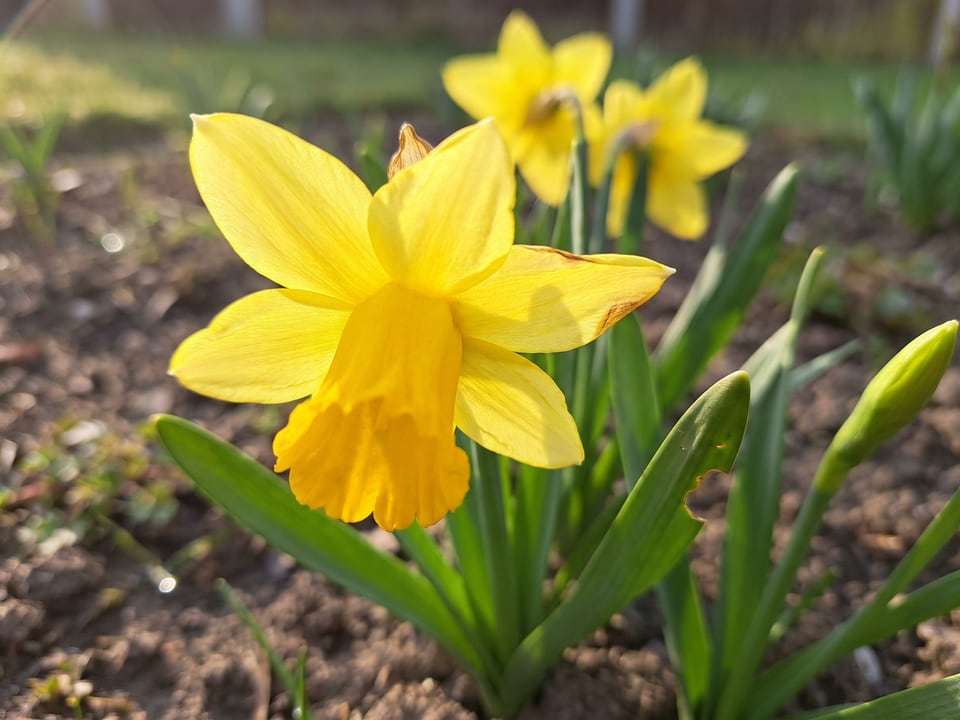 A Tete a Tete daffodil flower up close on the plant