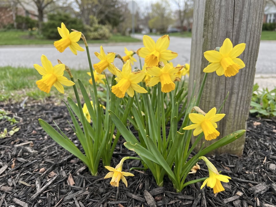 Tete a Tete daffodil plants in bloom in a garden