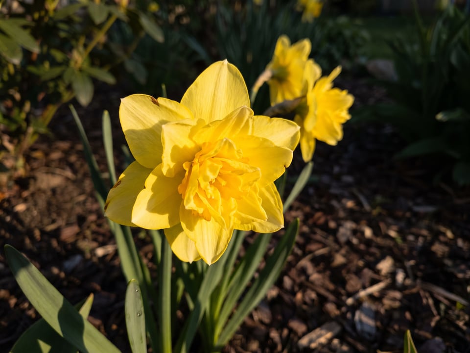 A Tête Bouclé daffodil flower up close on the plant