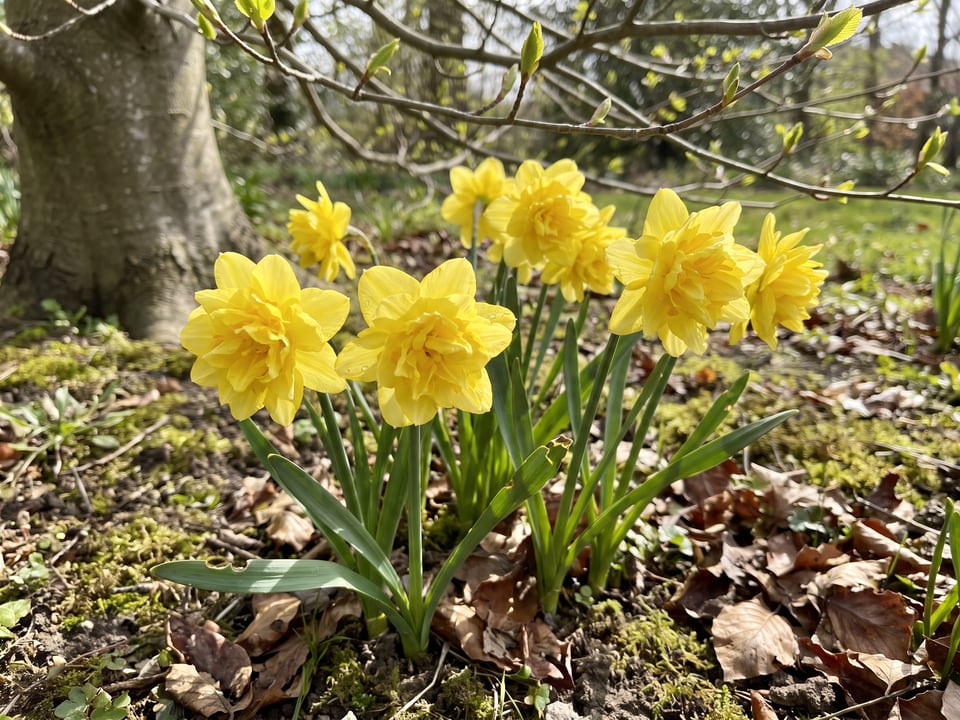 Tête Bouclé daffodil plants in bloom in a garden