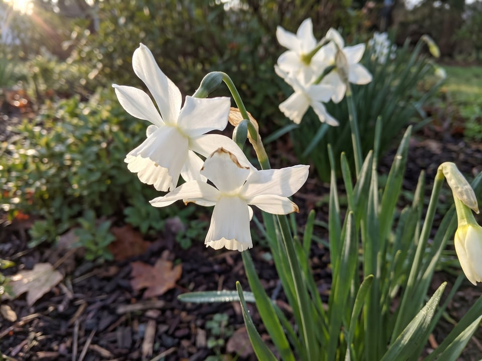 A Thalia daffodil flower up close on the plant