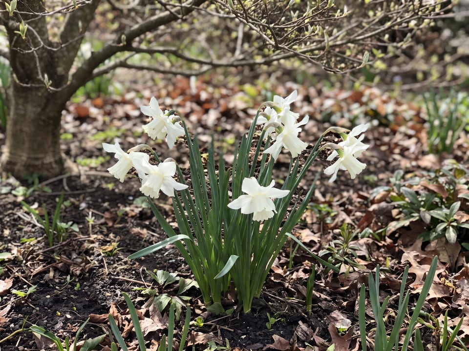 Thalia daffodil plants in bloom in a garden