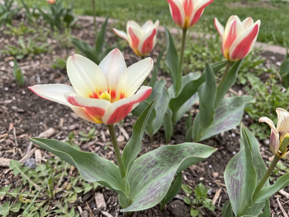 A The First tulip flower up close on the plant