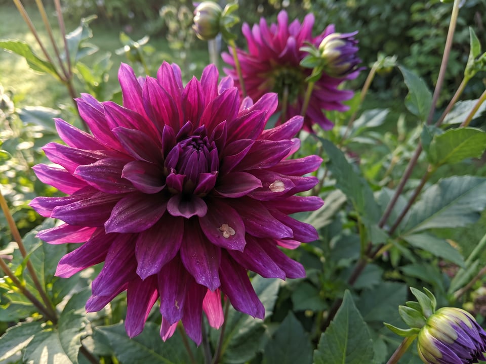 A Thomas Edison dahlia flower up close on the plant