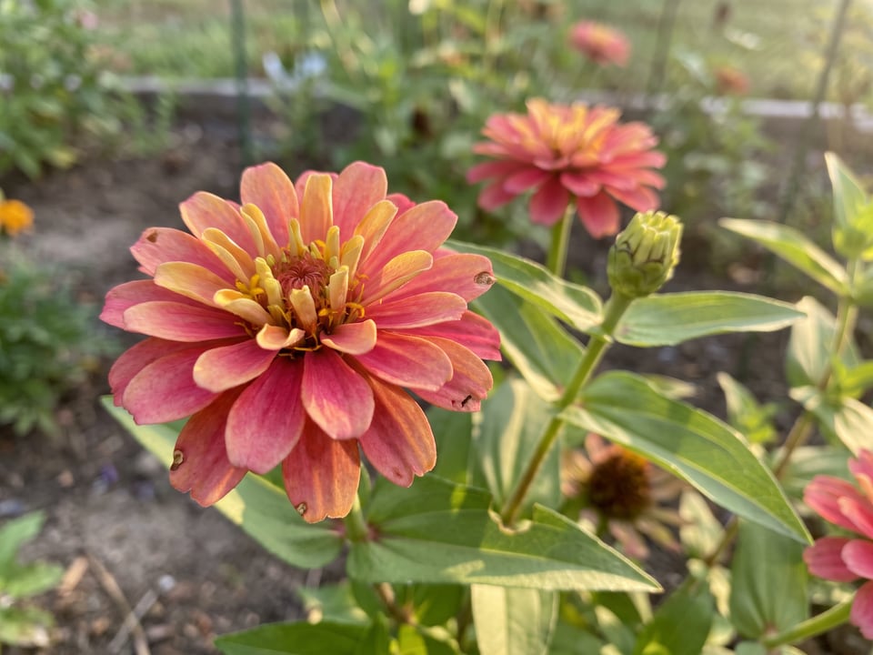 A Thumbelina zinnia flower up close on the plant