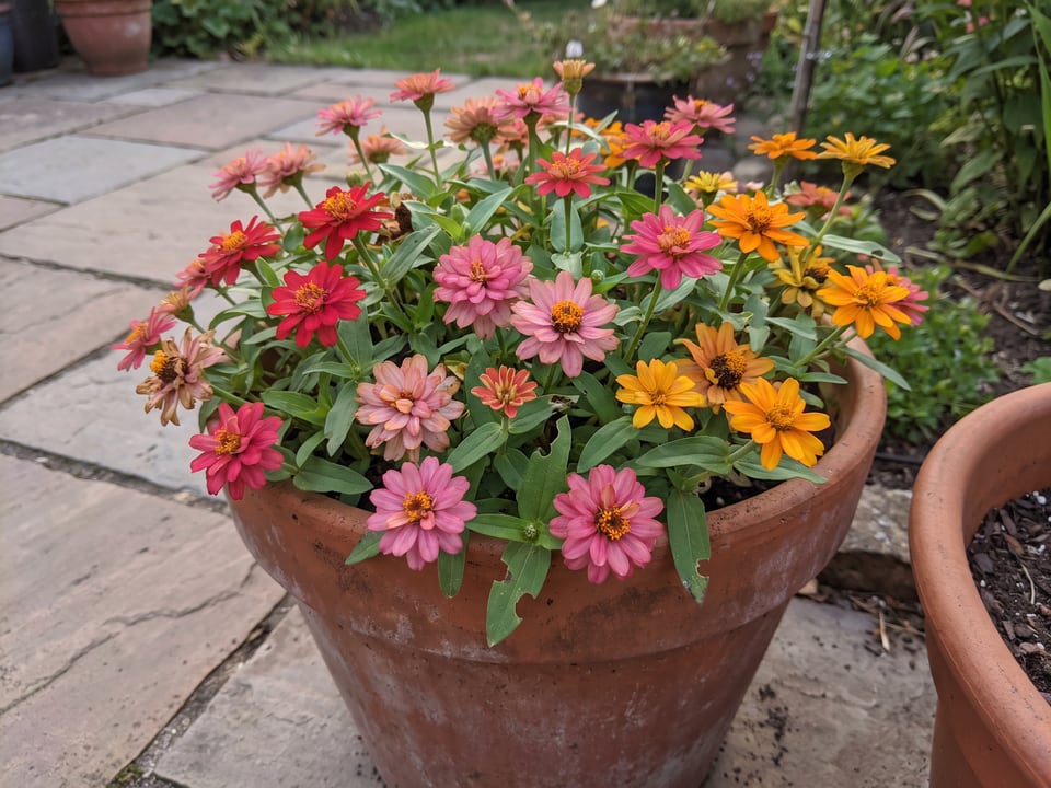 Thumbelina zinnia plants in bloom in a garden