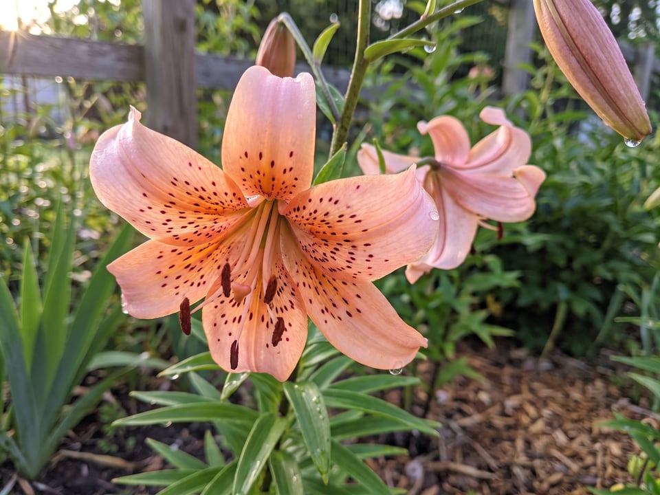 A Tiger Babies lily flower up close on the plant