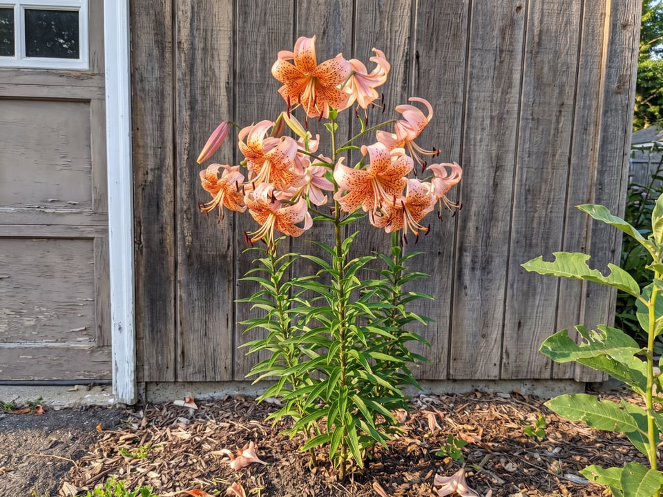 Tiger Babies lily plants in bloom in a garden