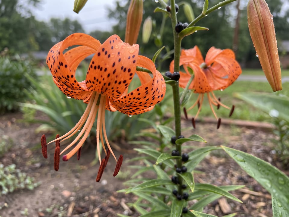 A Tiger lily lily flower up close on the plant
