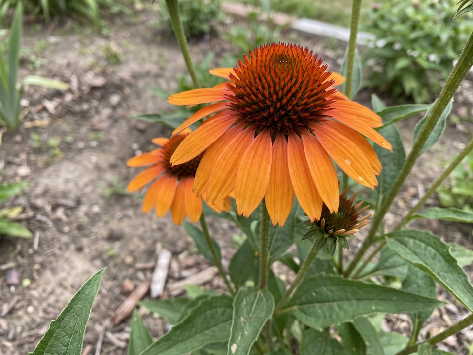 A Tiki Torch coneflower flower up close on the plant