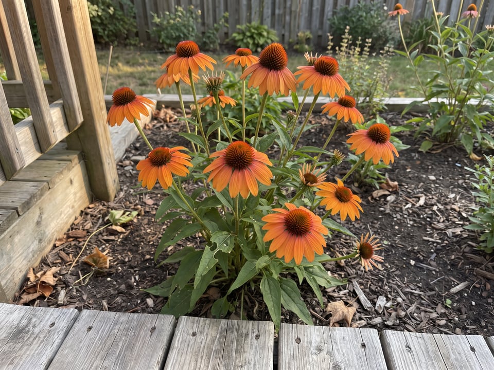 Tiki Torch coneflower plants in bloom in a garden