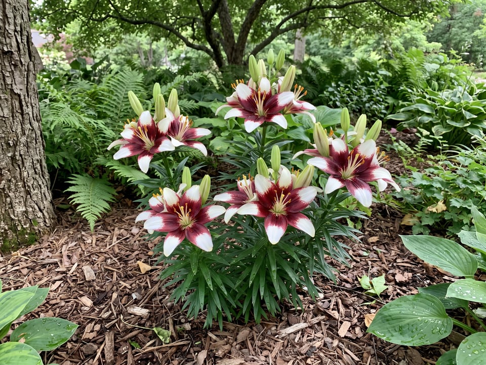 Tiny Padhye lily plants in bloom in a garden