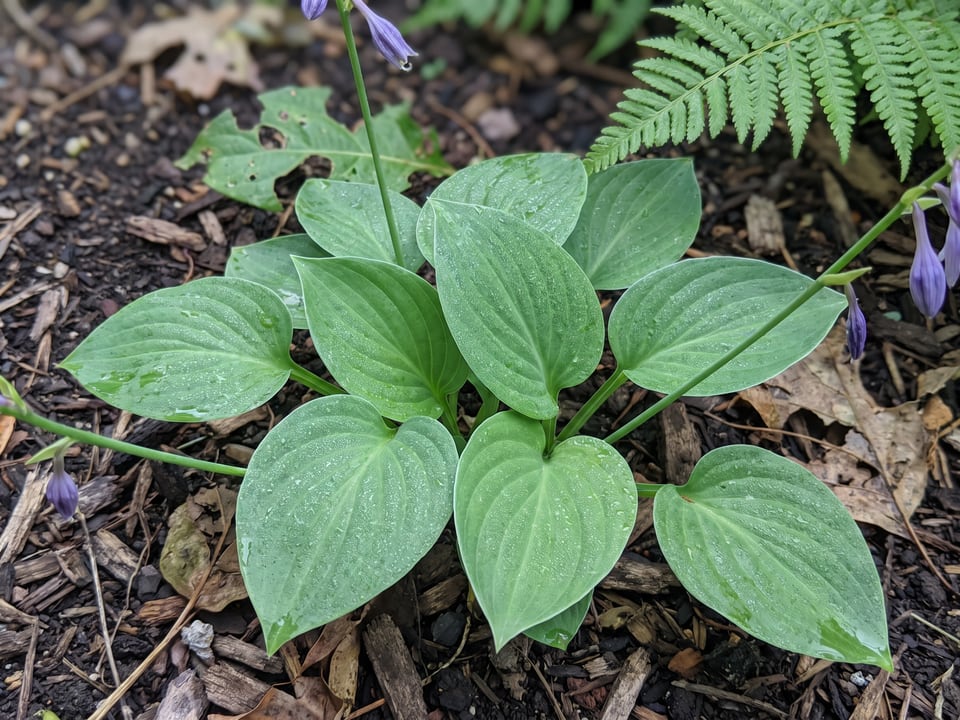 Leaves of Tiny Tears hosta up close
