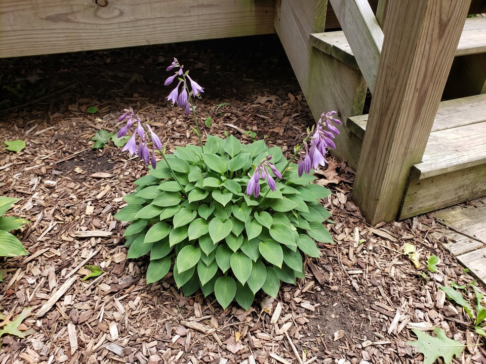 A Tiny Tears hosta clump growing in a shade garden