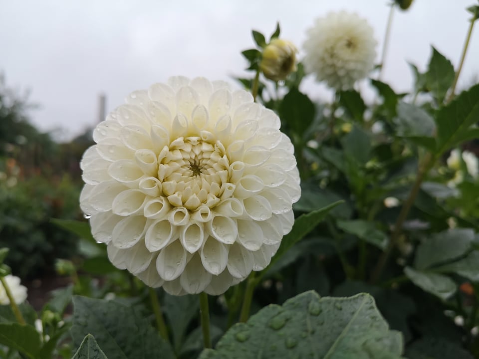 A Tiny Treasure dahlia flower up close on the plant