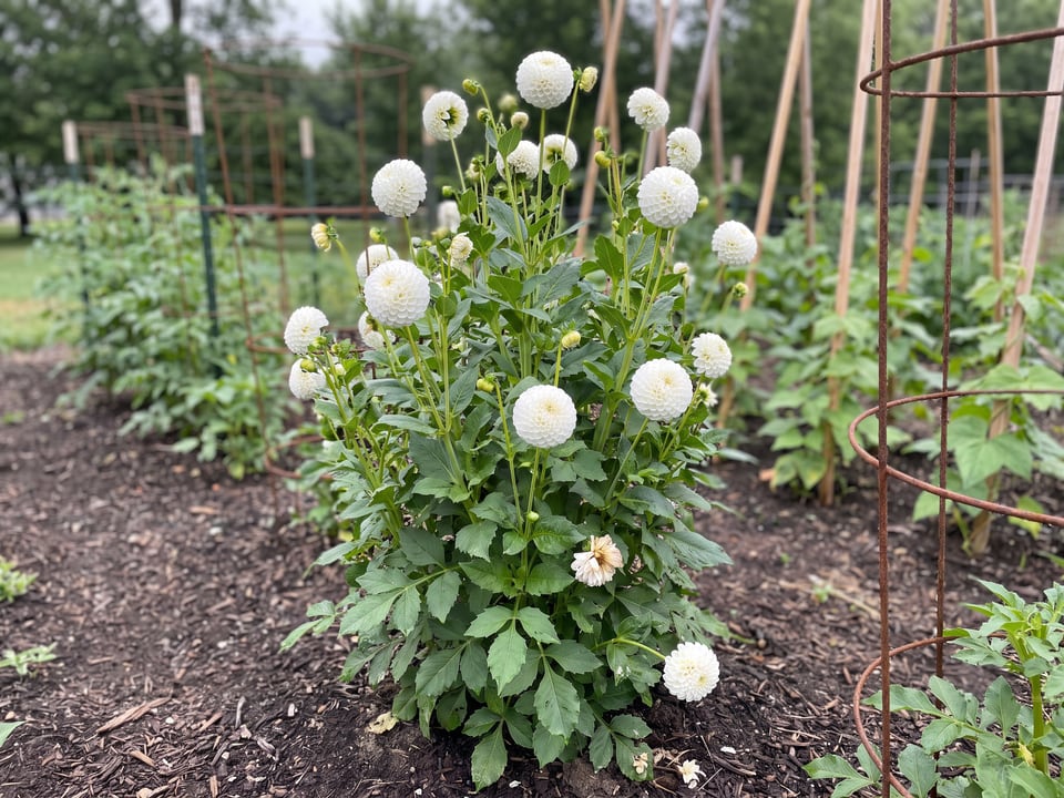Tiny Treasure dahlia plants in bloom in a garden