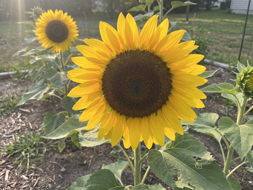 A Titan sunflower flower up close on the plant
