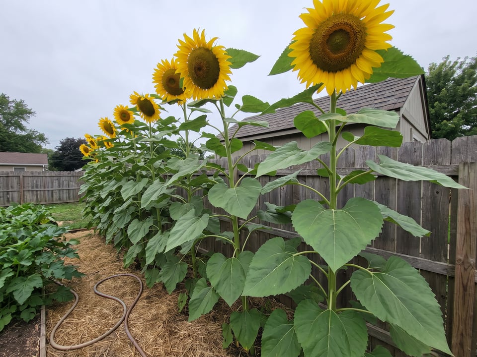 Titan sunflower plants in bloom in a garden