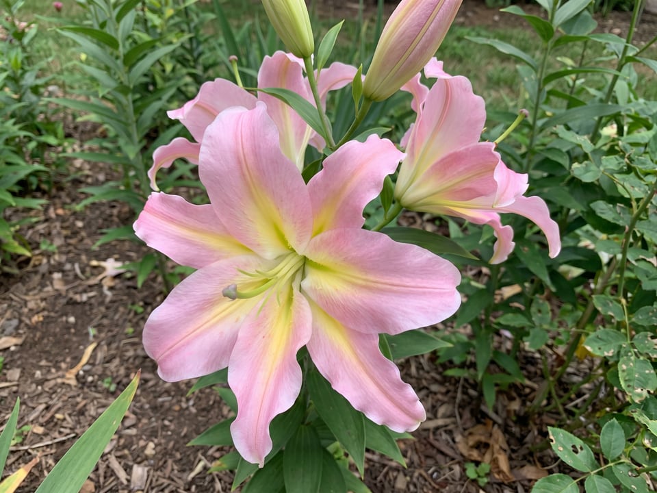 A Tom Pouce lily flower up close on the plant