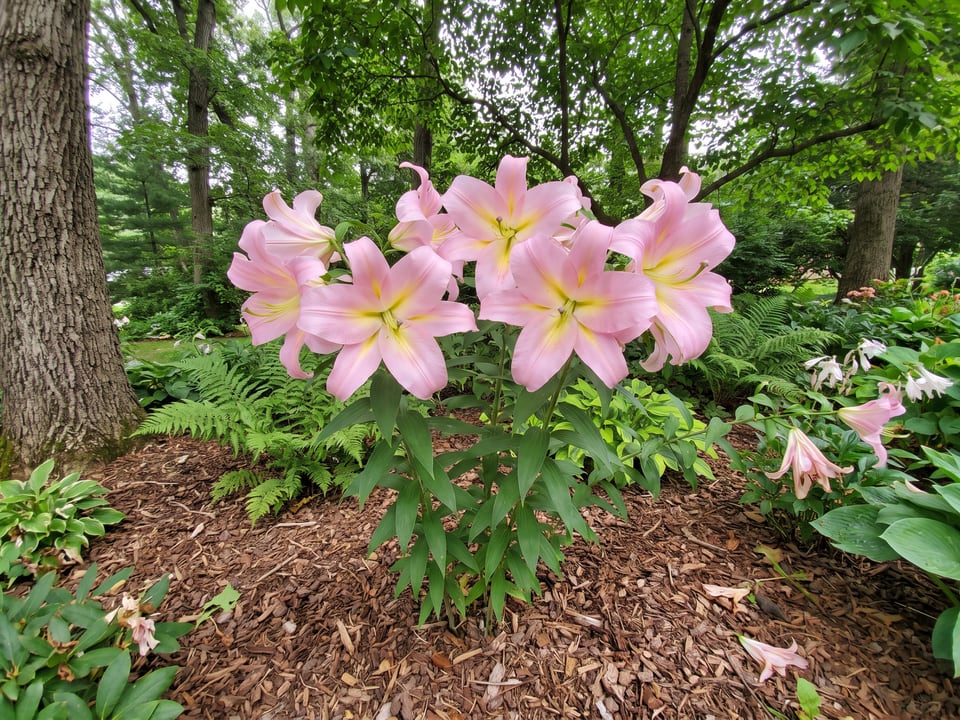 Tom Pouce lily plants in bloom in a garden