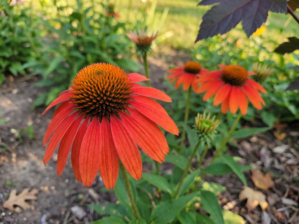 A Tomato Soup coneflower flower up close on the plant