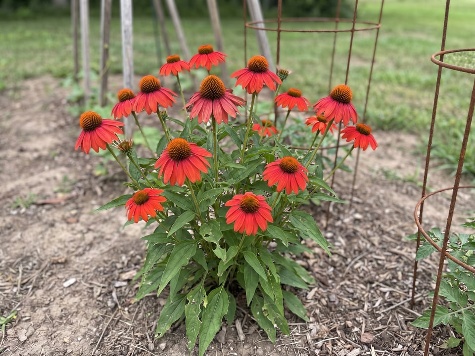 Tomato Soup coneflower plants in bloom in a garden