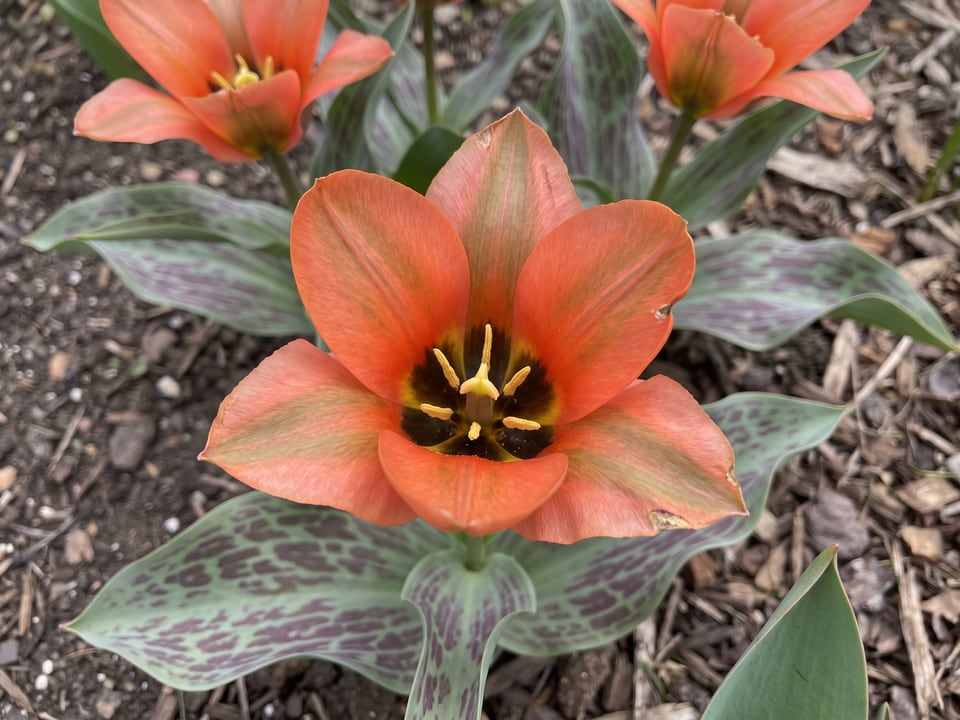 A Toronto tulip flower up close on the plant