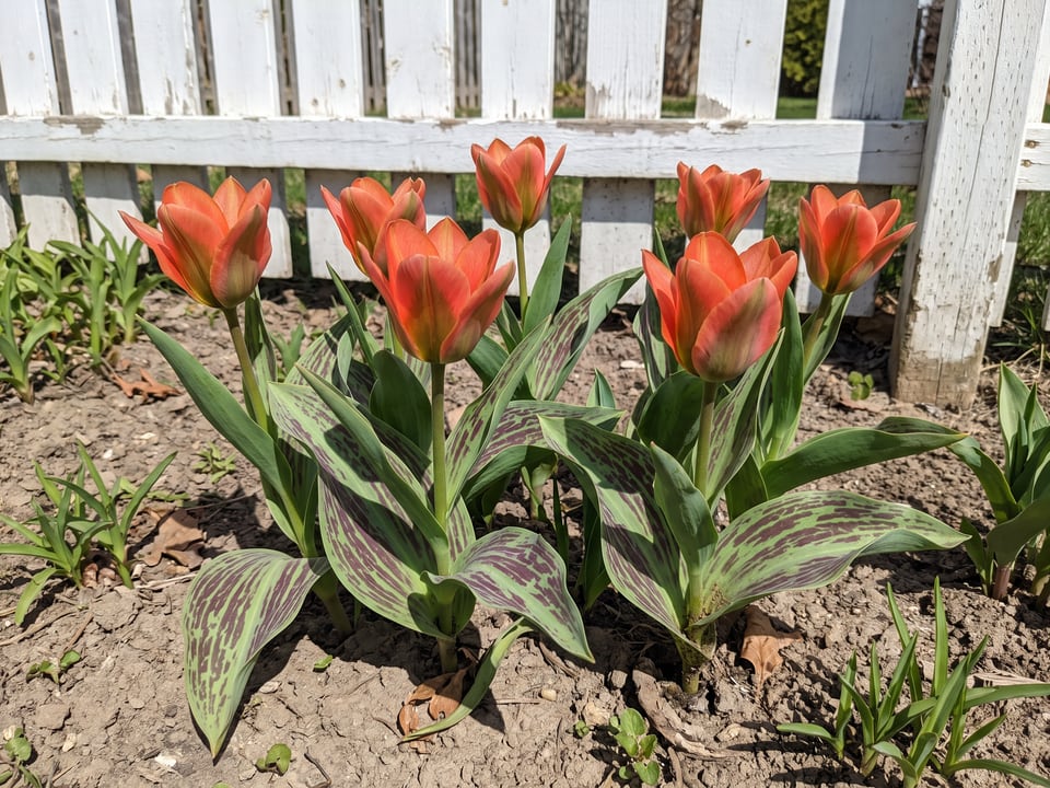 Toronto tulip plants in bloom in a garden