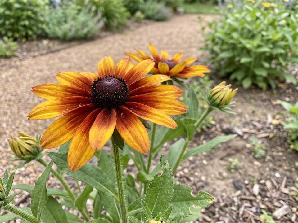 A Toto black-eyed Susan flower up close on the plant