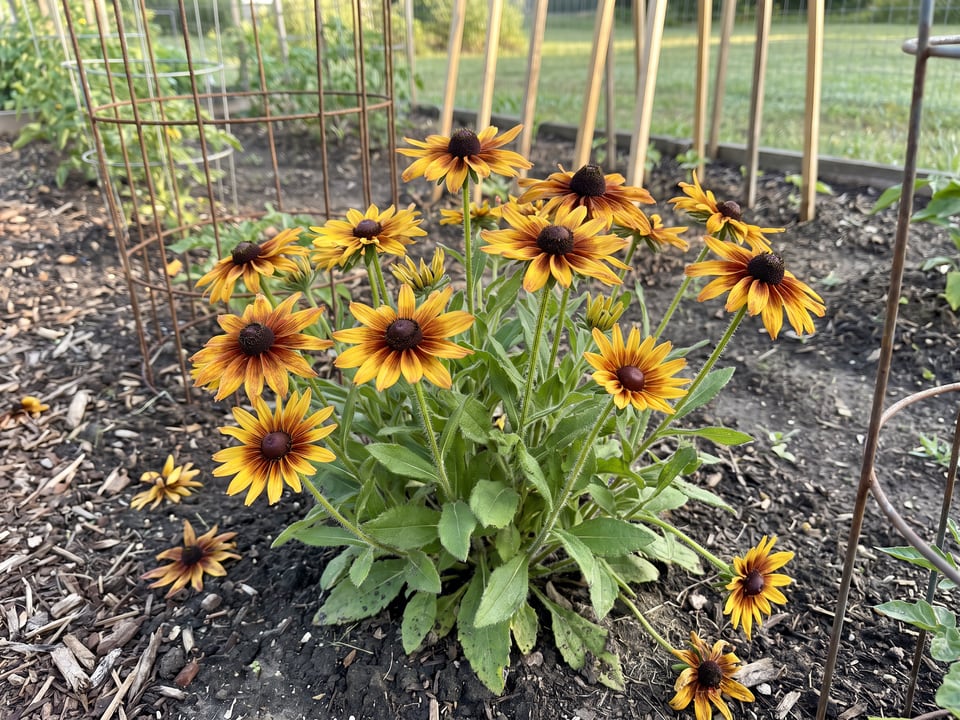 Toto black-eyed Susan plants in bloom in a garden