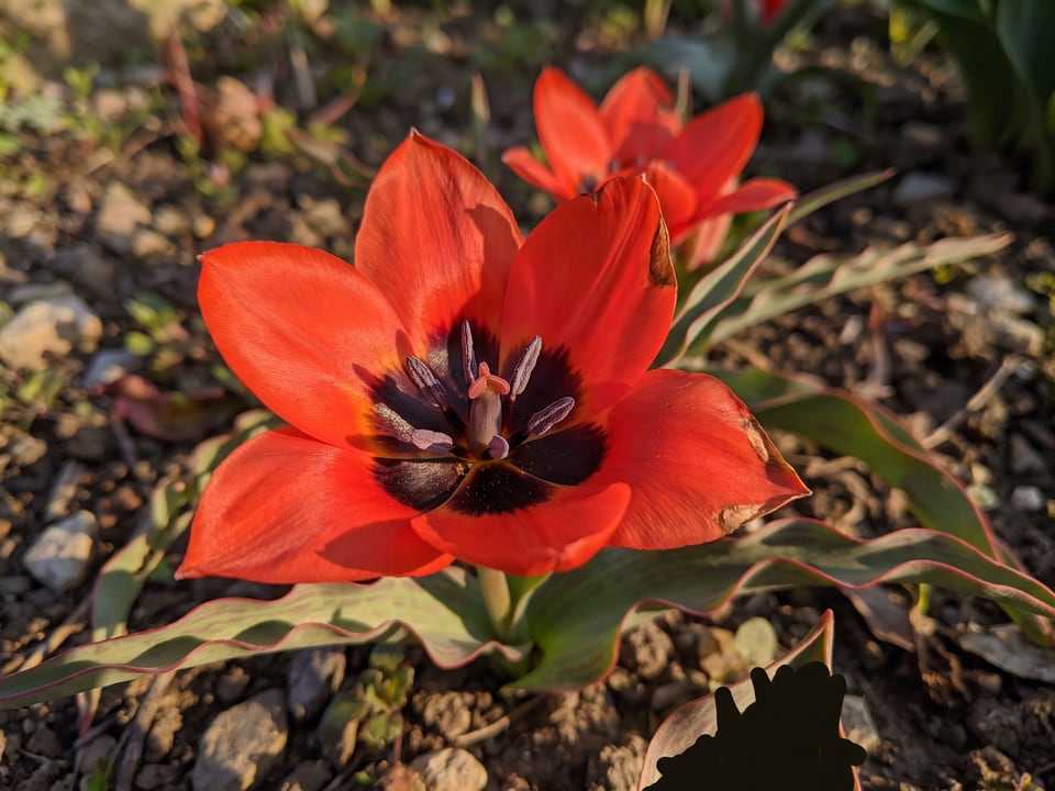 A Tulipa linifolia tulip flower up close on the plant