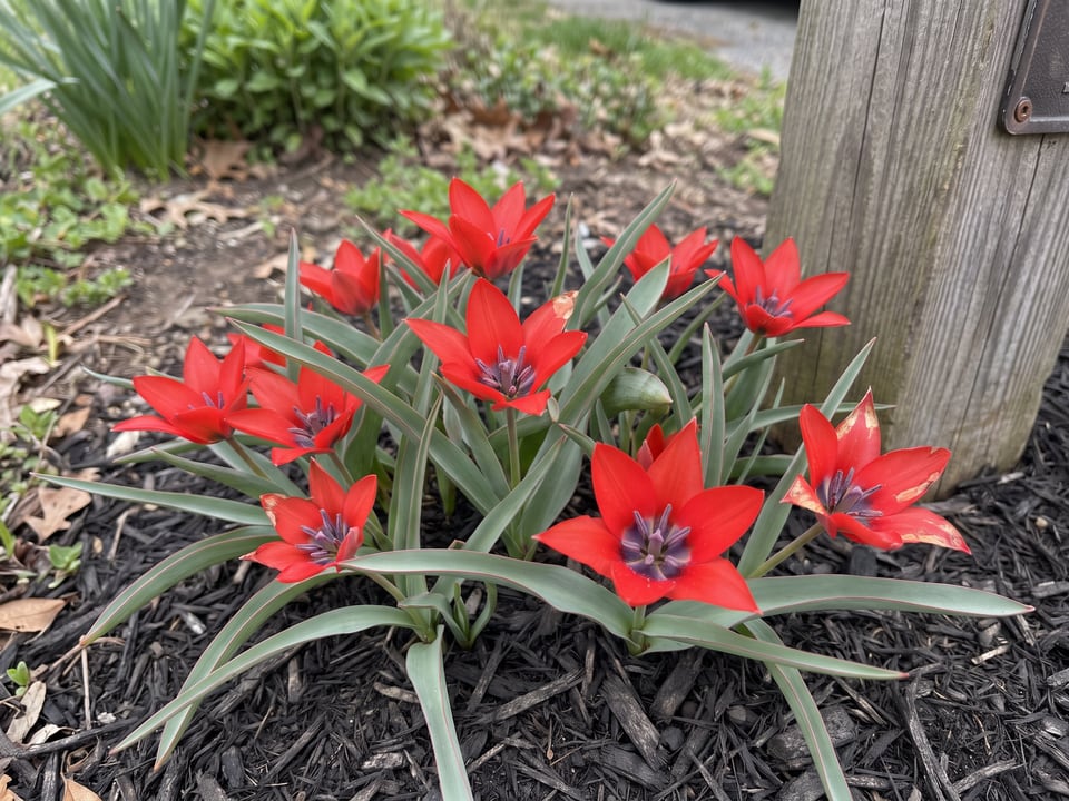 Tulipa linifolia tulip plants in bloom in a garden