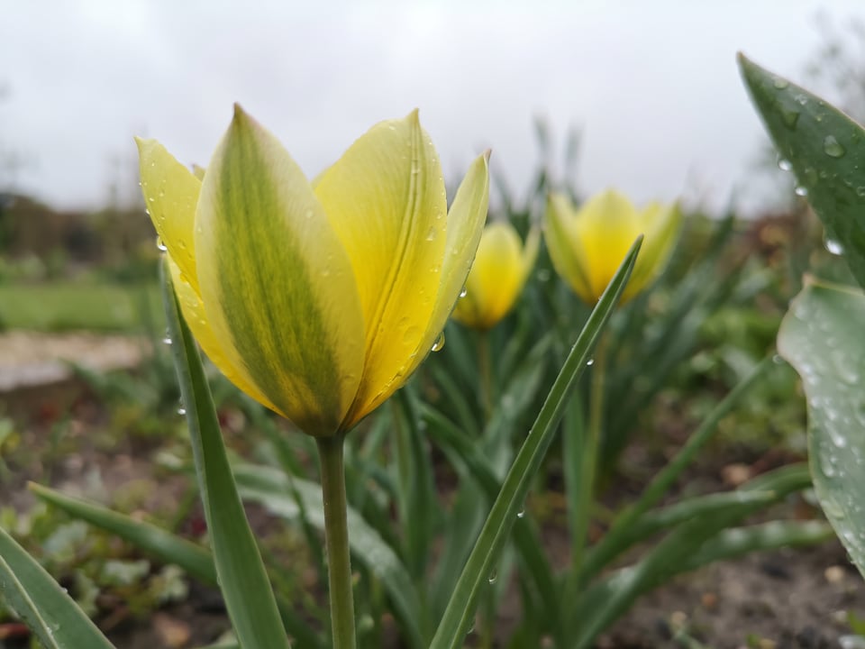 A Tulipa sylvestris tulip flower up close on the plant