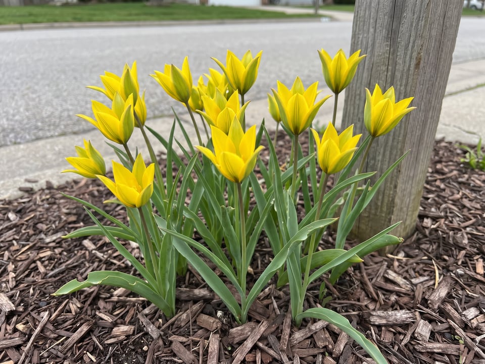 Tulipa sylvestris tulip plants in bloom in a garden