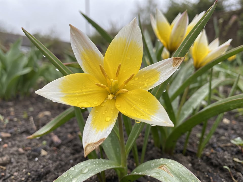A Tulipa tarda tulip flower up close on the plant