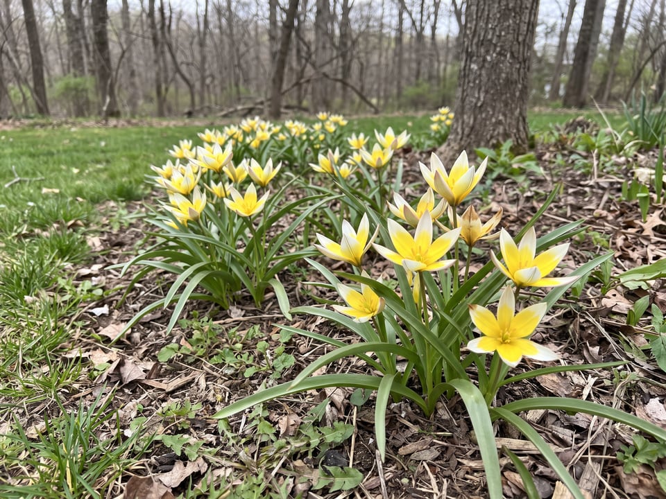 Tulipa tarda tulip plants in bloom in a garden