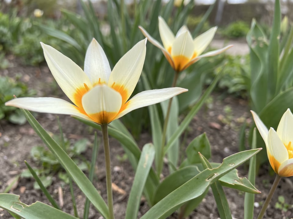 A Tulipa turkestanica tulip flower up close on the plant