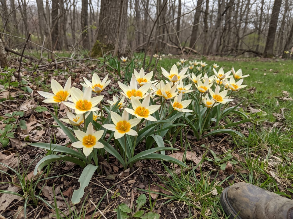 Tulipa turkestanica tulip plants in bloom in a garden