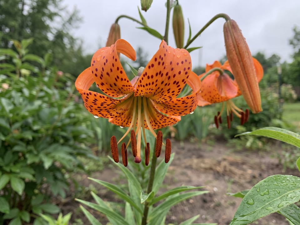 A Turk's cap lily lily flower up close on the plant