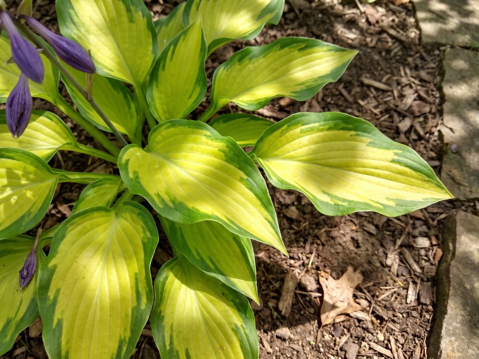 Leaves of Twist of Lime hosta up close
