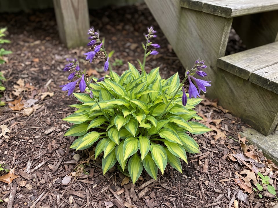 A Twist of Lime hosta clump growing in a shade garden