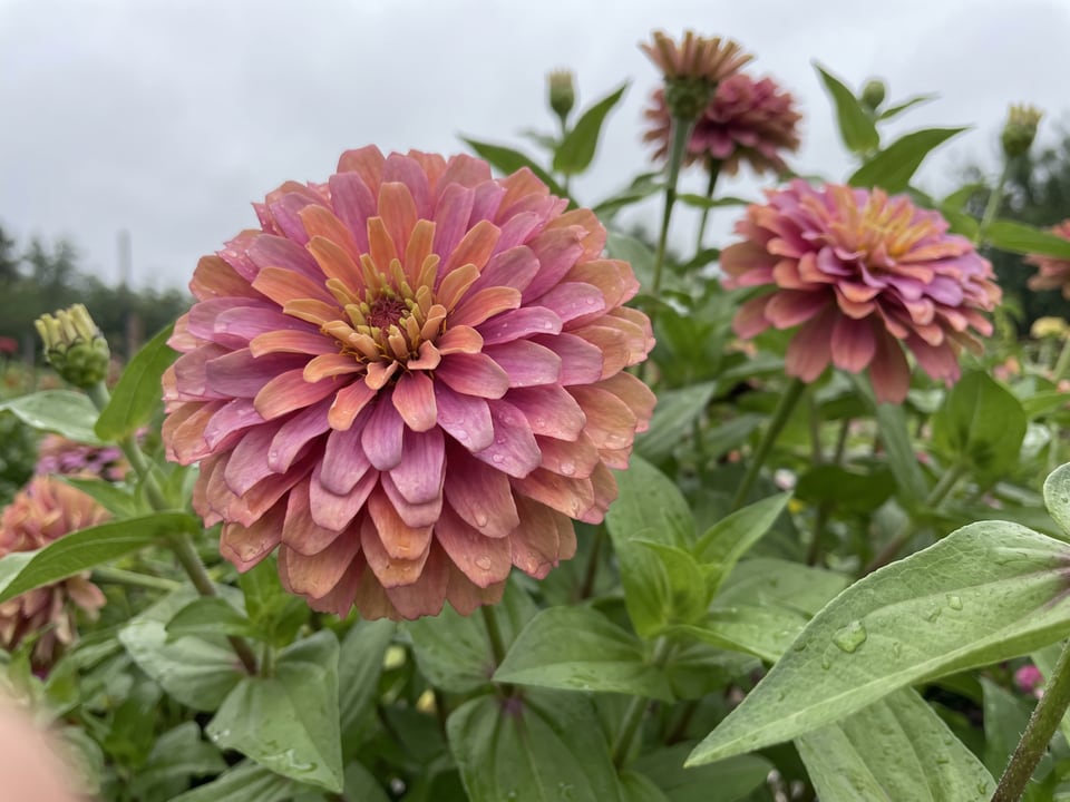 A Unicorn Mix zinnia flower up close on the plant