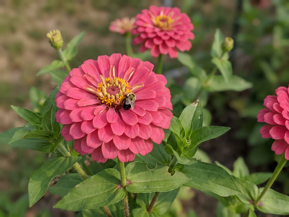 A Uproar Rose zinnia flower up close on the plant