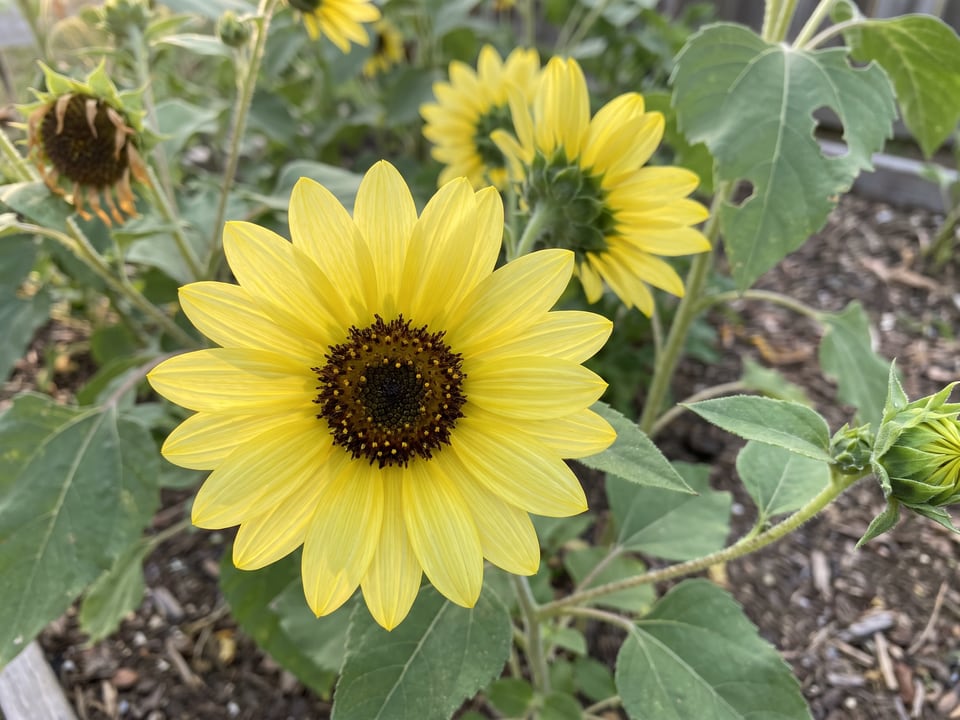 A Valentine sunflower flower up close on the plant