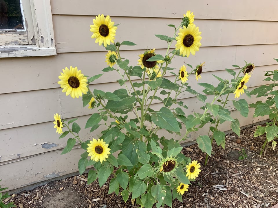 Valentine sunflower plants in bloom in a garden