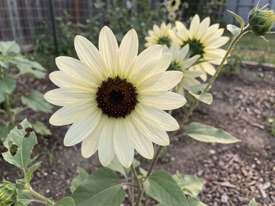 A Vanilla Ice sunflower flower up close on the plant