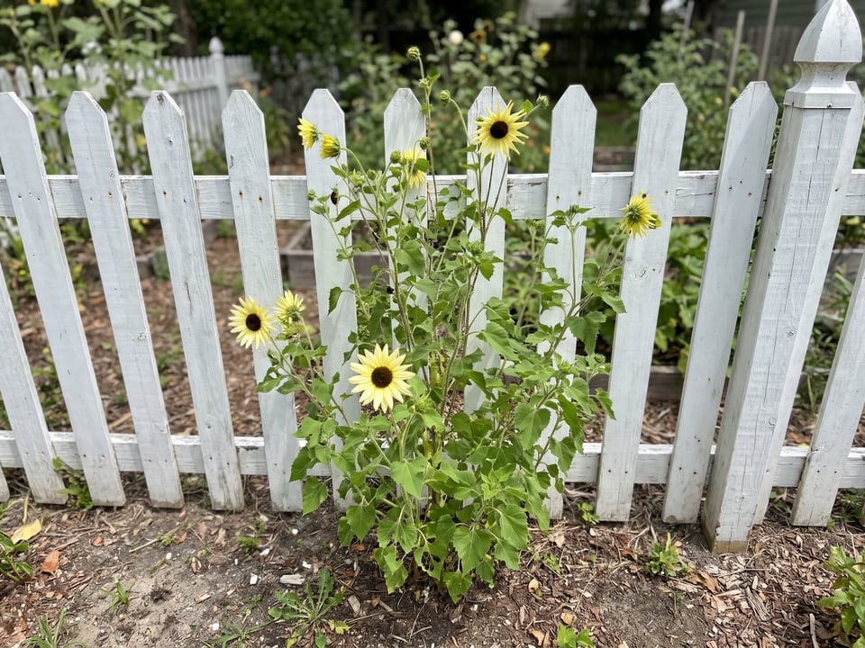 Vanilla Ice sunflower plants in bloom in a garden