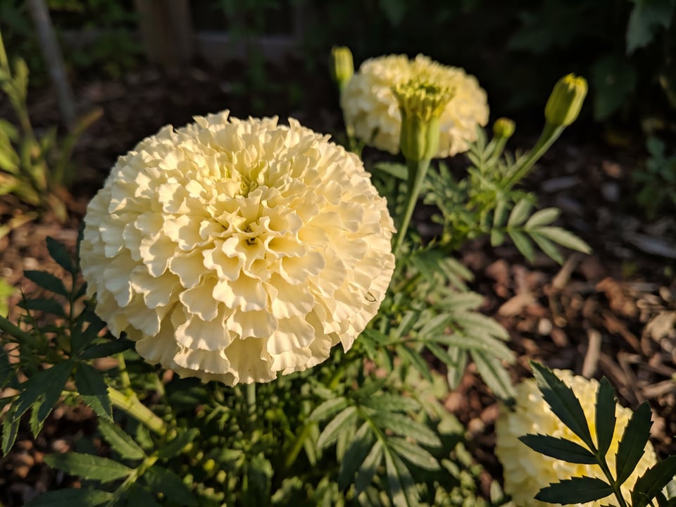A Vanilla marigold flower up close on the plant