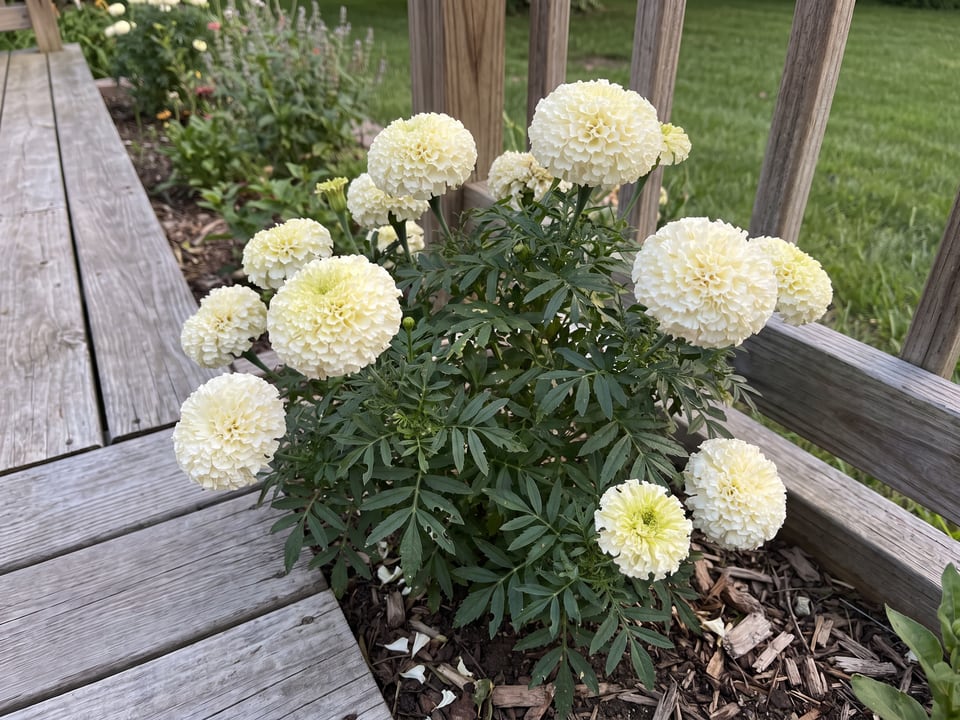 Vanilla marigold plants in bloom in a garden